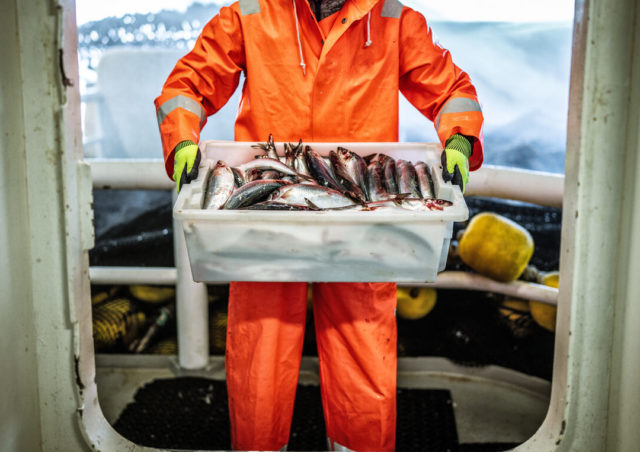 Marinero Pescador