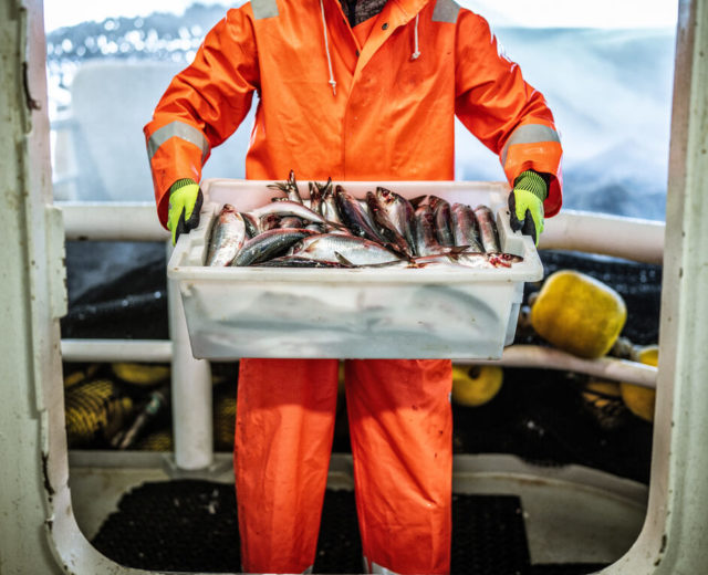 Marinero Pescador